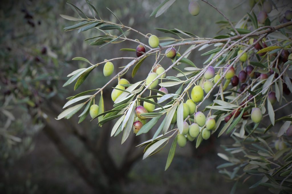 olive-1156106_1280